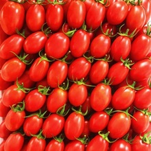 小番茄圣女果当季水果西红柿新鲜现摘千禧广西圣女果整箱厂家直销