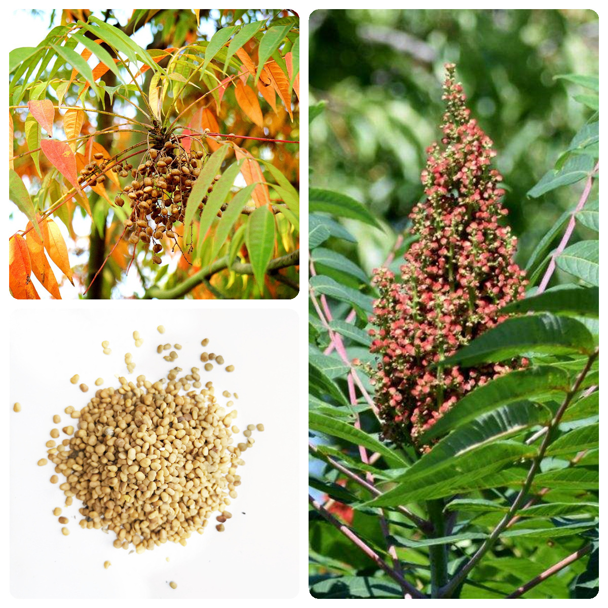 漆树种子新采漆树种子漆树种籽漆树籽大漆树小木漆种籽新采漆树种