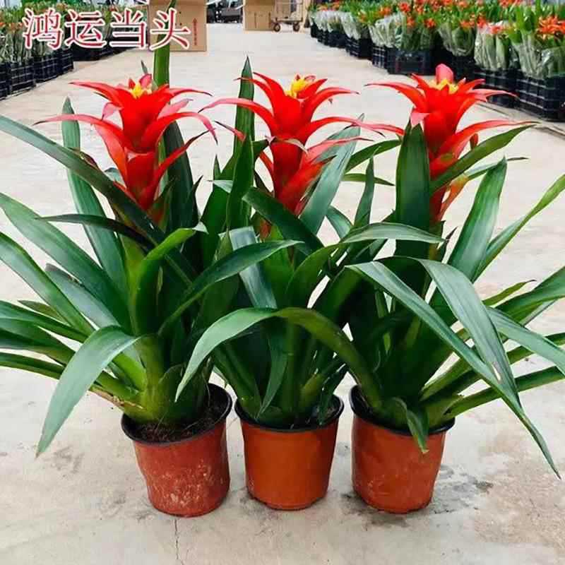 鸿运当头盆栽带花室内客厅办公室大植物红星凤梨开业送礼花卉绿植