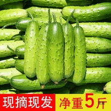 产脆嫩当季山东旱黄瓜新鲜黄瓜生吃水果小黄瓜整箱批发包邮