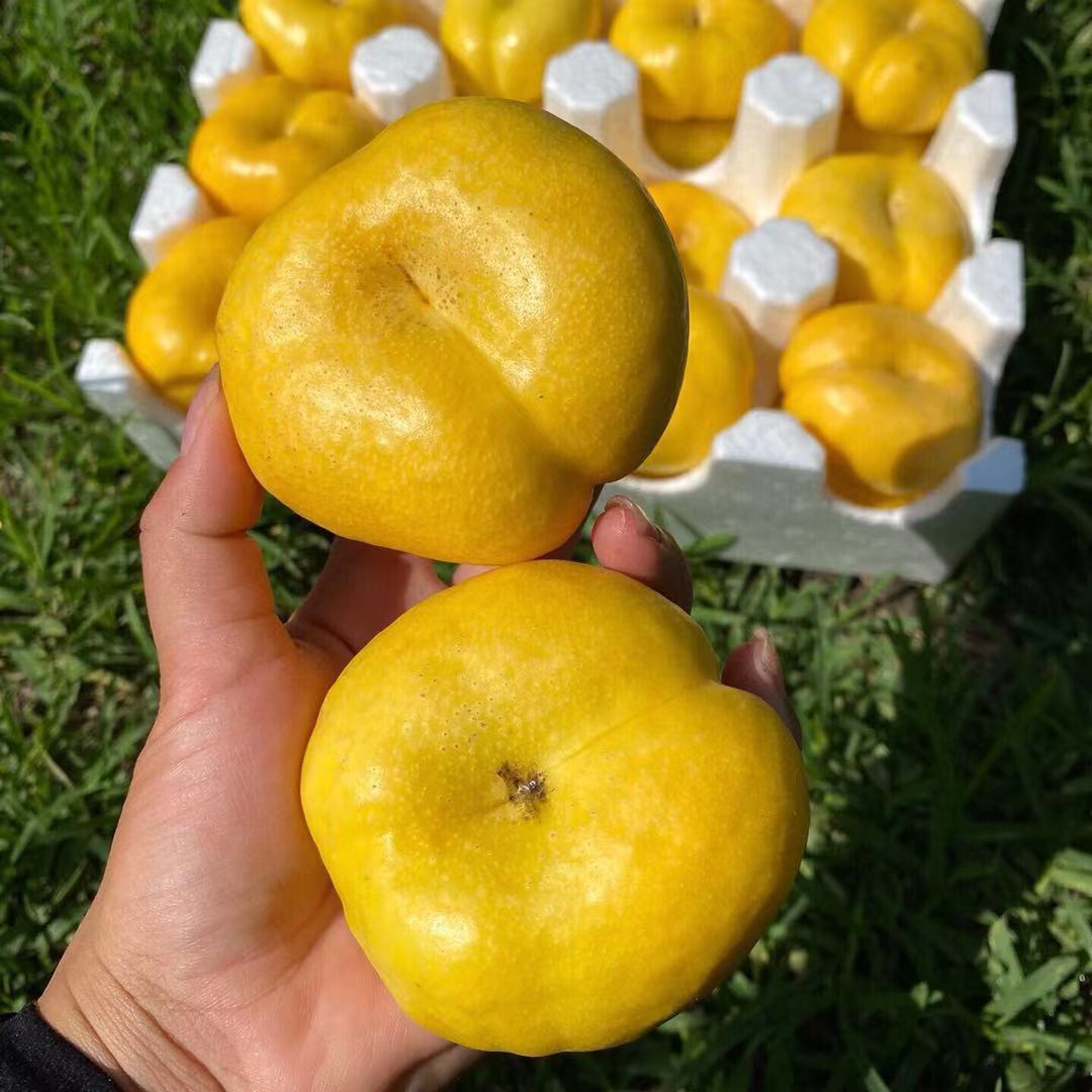 『黄金油蟠桃』陕西露天油蟠桃现摘奶油桃子新鲜水果当季扁桃5斤