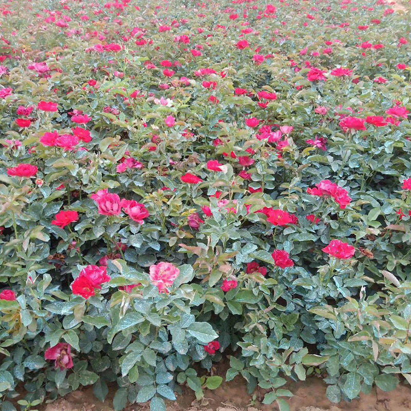 月季蔷薇类植物今天报价走势分析-青州玫瑰盆栽苗圃月季-阿里巴巴