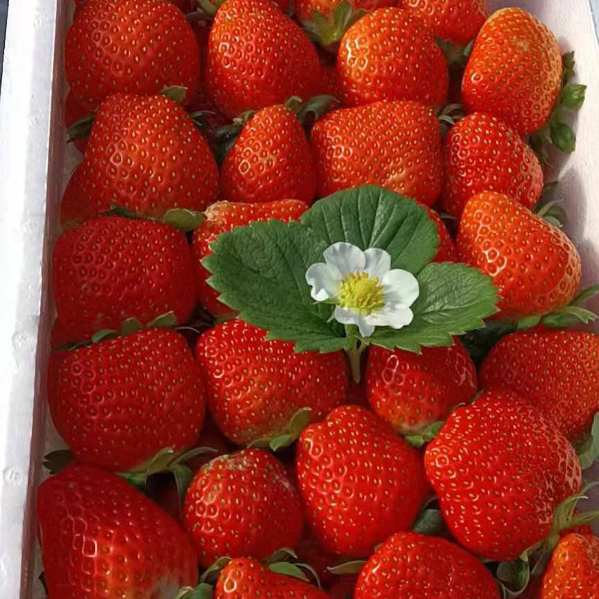 新鲜日本隋珠奶油草莓现摘现发香野草莓【抖音大v张沫凡推荐】