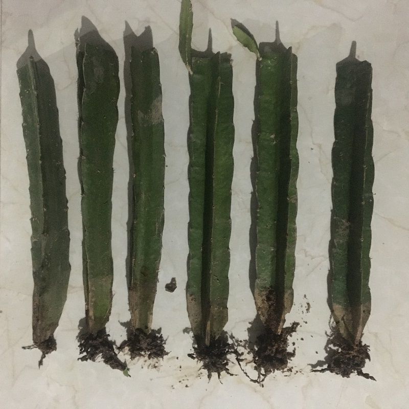 嫁接砧木三角柱三棱箭带根可以嫁接蟹爪兰的仙人掌科植物砧木花卉