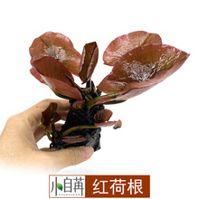 Aquatic plants fish tank red lotus root live水草植物鱼缸1