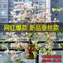 垂丝款三角梅四季开花盆栽勤花好养爬藤飘枝花苗花卉重瓣老桩