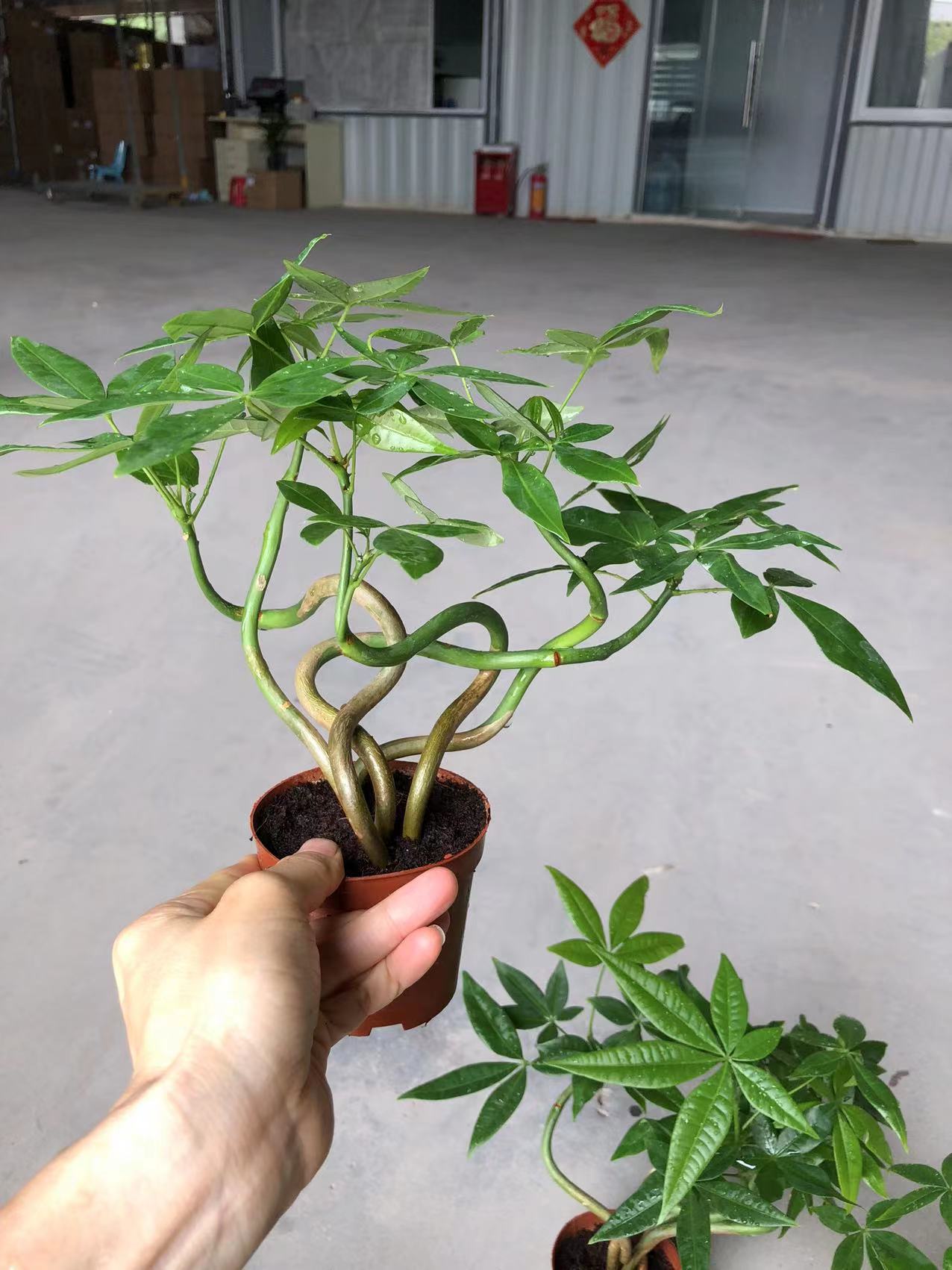 迷你造型发财树盆栽招财树小苗室内办公桌面观叶植物盆景四季常青