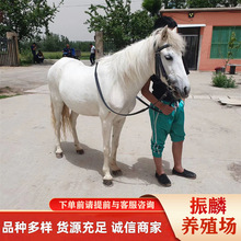 广西哪里有销售袖珍小矮马的一般国产矮马肩高在多少
