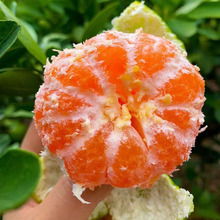 宜昌青皮蜜橘蜜桔无籽应季新鲜蜜桔现摘水果当季薄皮橘子9斤桔子