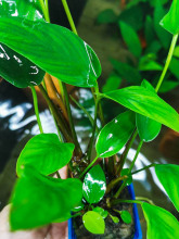 水榕水草山剑榕大叶榕鱼草缸造景植物真水草阴性懒人新手好养包邮