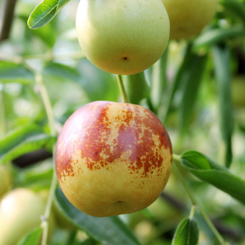 金太阳杏树苗金太阳杏子苗嫁接杏苗果树苗南方北方种当年结果市场价格