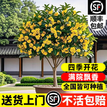 桂花树苗八月桂金桂盆栽庭院别墅地栽四季桂绿化四季花卉室内植物