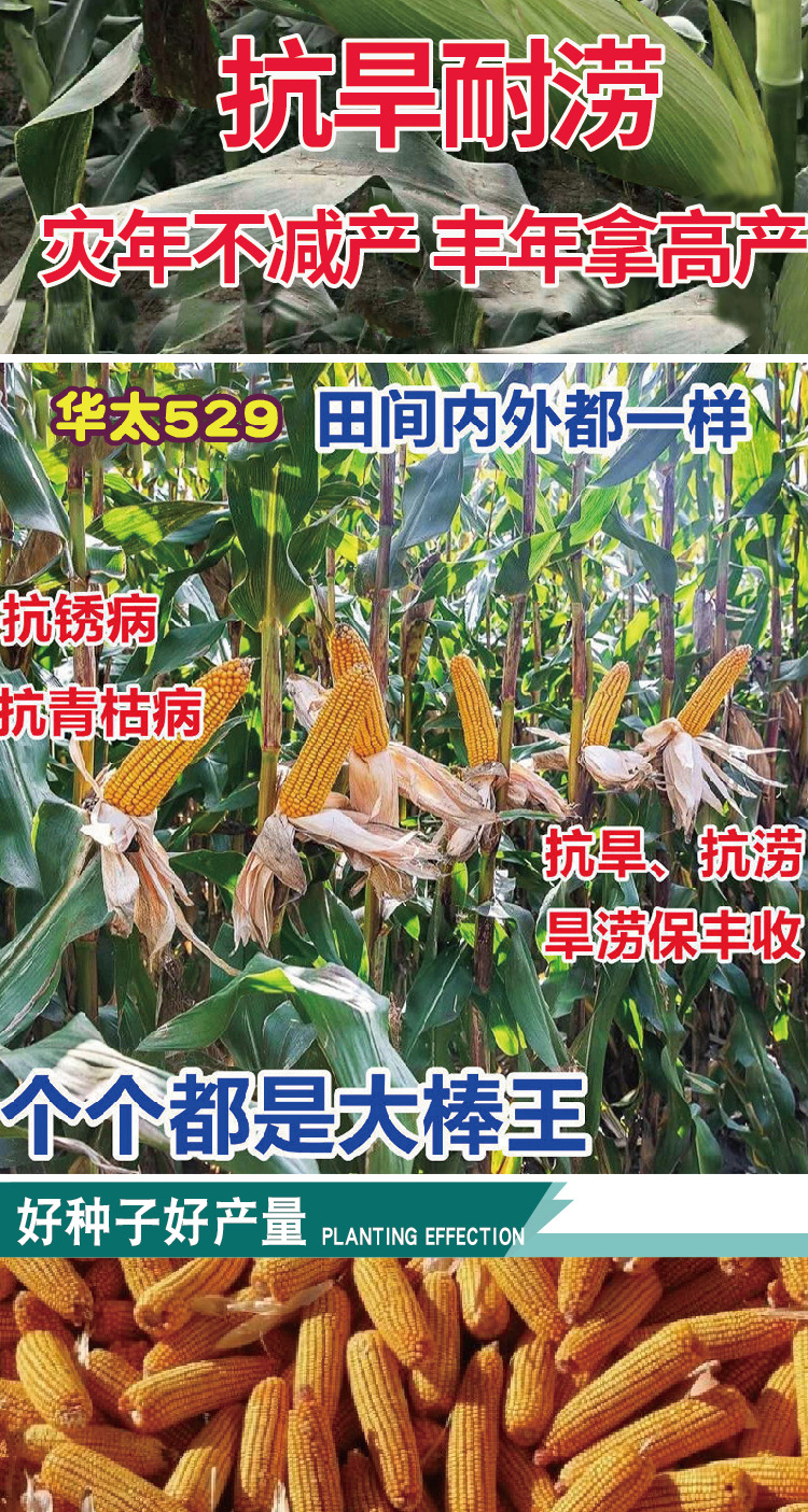 沃单华太529大田基地种植杂交玉米种子 高产大穗审定玉米苞米籽