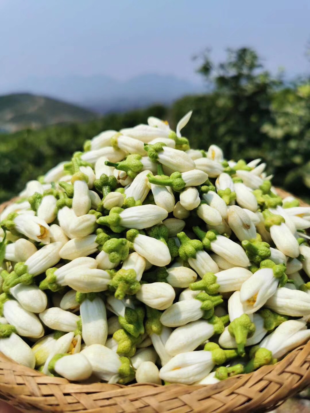 橙花纯露苦橙花纯露玳玳花纯露种植基地直供