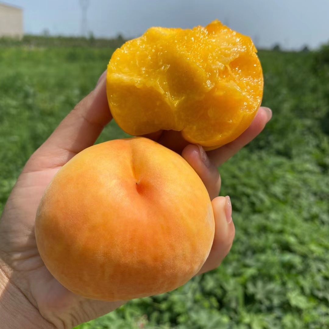 正宗黄金蜜桃子水果新鲜山东现摘应季蜜脆超甜黄蟠桃孕妇水果扁桃