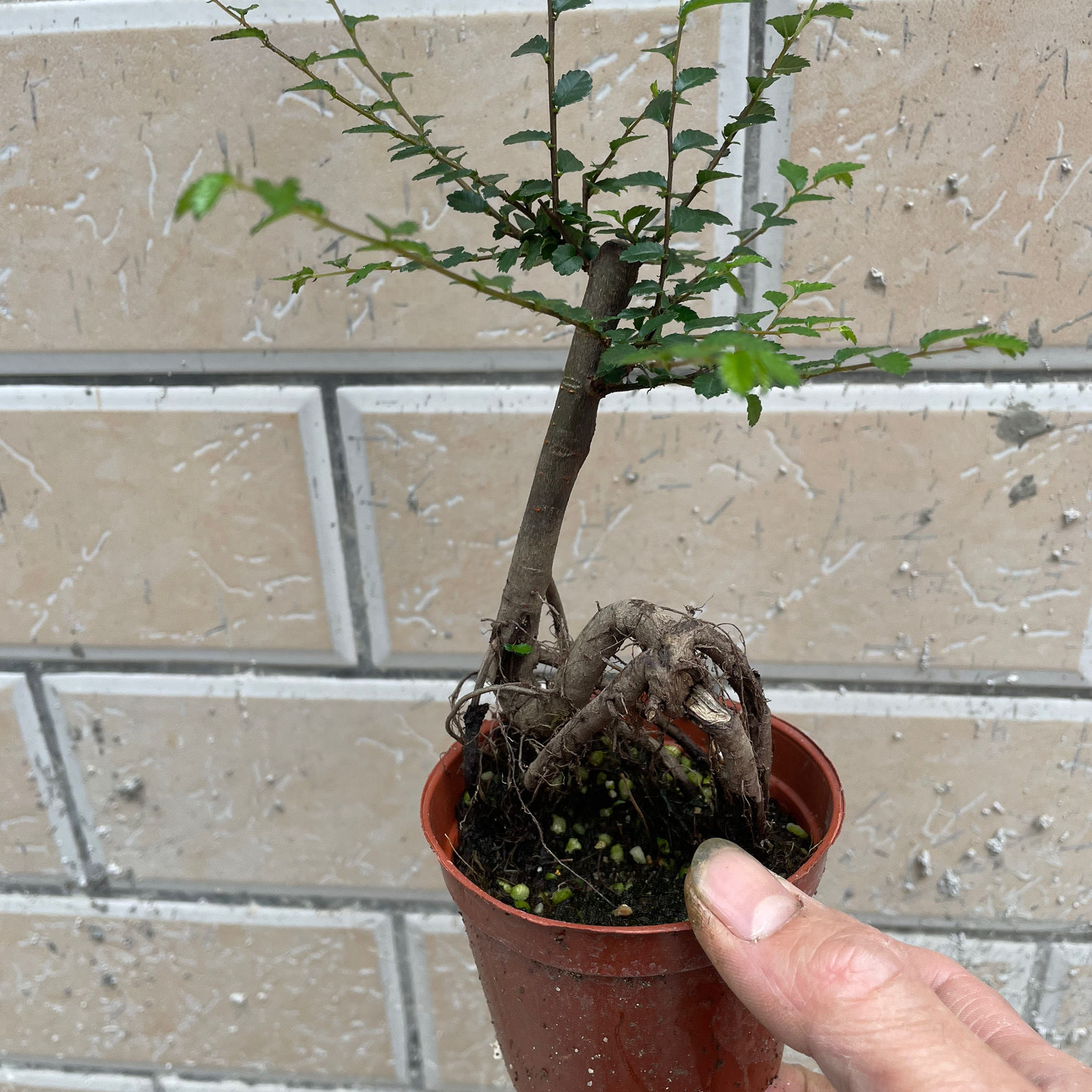 小叶榆树盆景提根微盆栽植物办公室掌上盆景