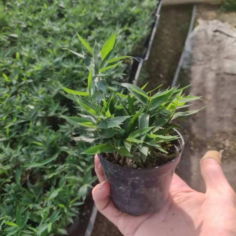 竹子(日本矮竹)长不大绿叶矮竹清脆花卉绿植盆栽造景材苔藓球竹