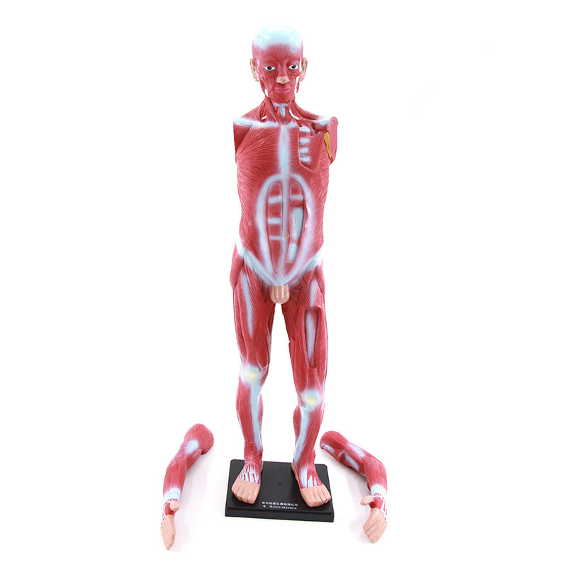 qh human muscle model 85cm whole body muscle morphology construction biomedical model teaching