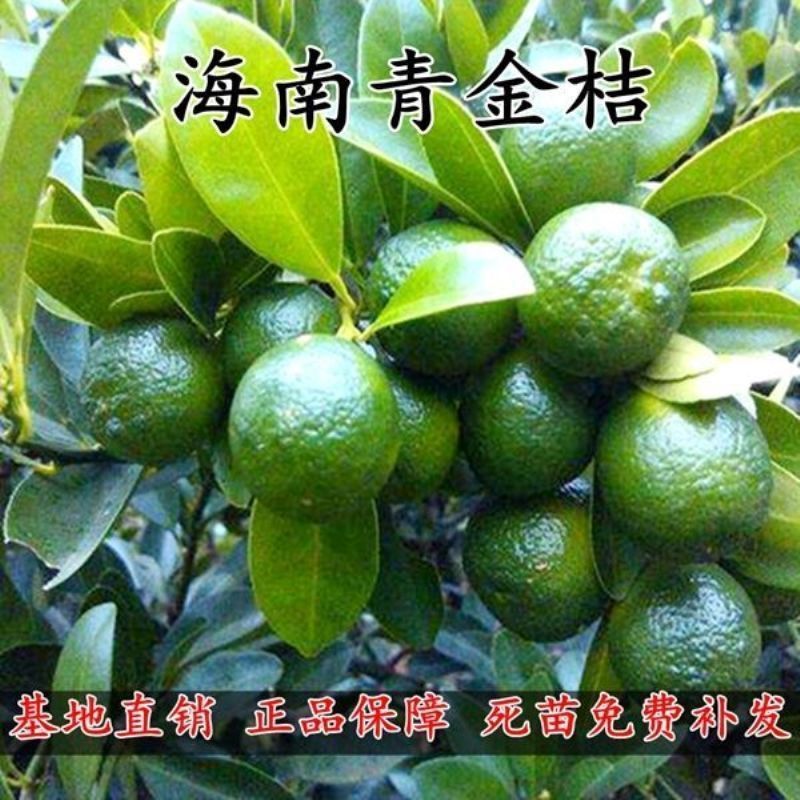 海南青金桔苗小青桔苗青橘子苗小金桔树苗桔子苗盆栽地栽当年结果