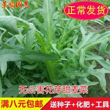 无公害花芽甜麦菜种子籽香油麦苦荬菜春秋四季播梅县苦麻蔬菜种孑