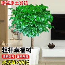 幸福树盆栽老桩粗杆原生平安树苗客厅办公室内四季常绿吸甲醛植物
