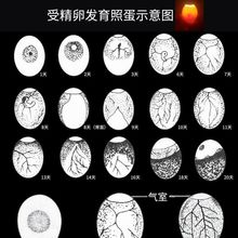 3%遂昌网诗电子商务商行1年[10枚]落地王鸽子种蛋可孵化灰银白羽王