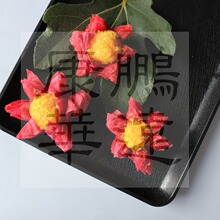 人造肉制品 添加红甜菜色素 甜菜红厂家