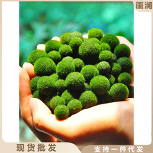 日本北海道炸毛海藻球marimo幸福海藻球微景观生态瓶单颗球藻
