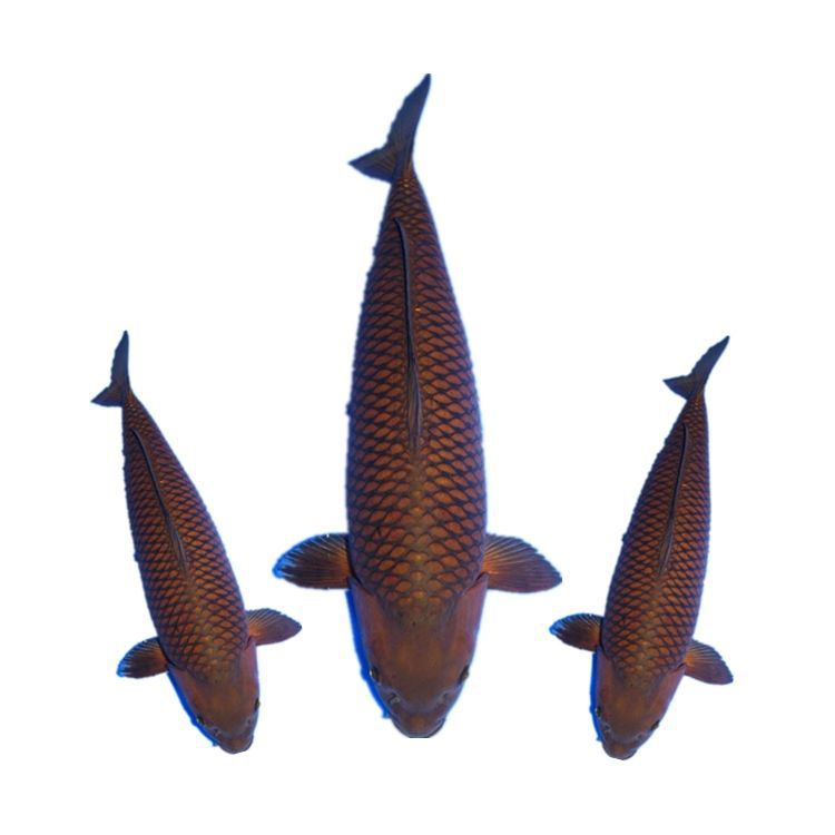 诚太郎茶鲤红茶绿茶银鳞茶鲤纯种日本锦鲤鱼大型淡水观赏鱼风水鱼