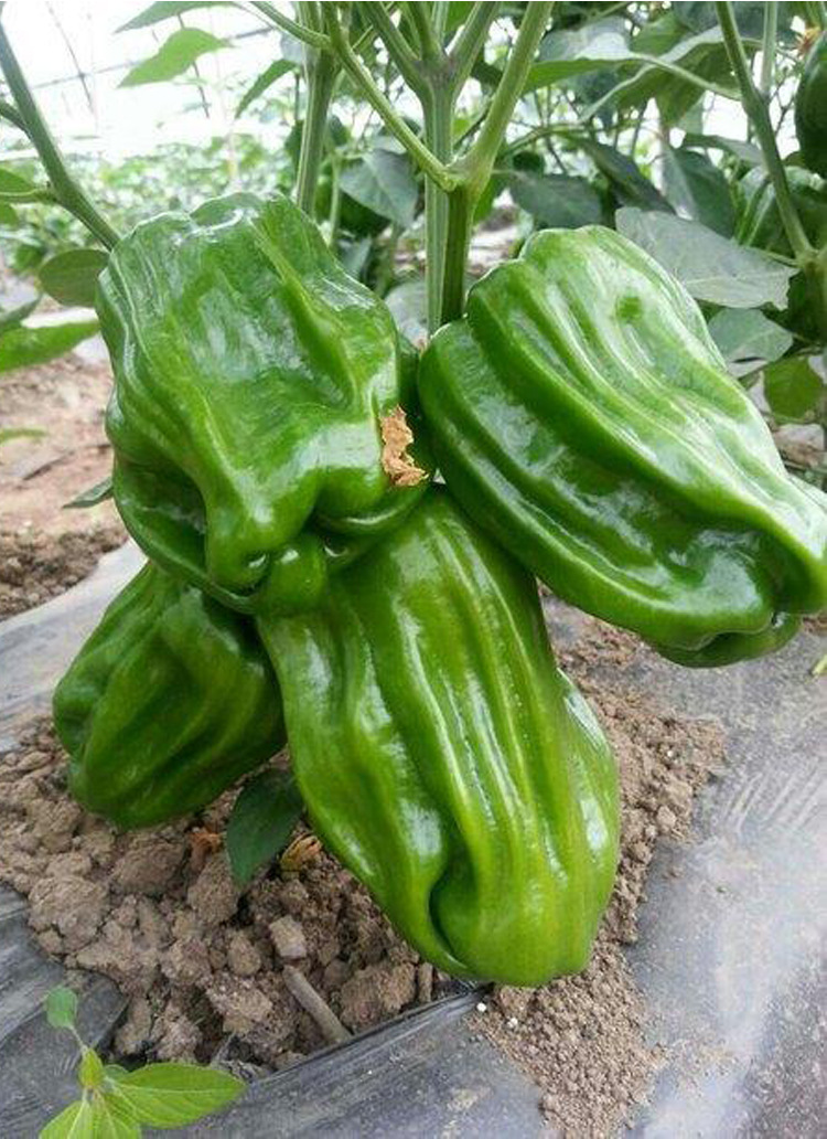 灯笼型香辣皱皮种籽麻辣椒种子春夏秋冬四季阳台盆栽蔬菜种孑包邮