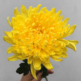 云南大黄白菊鲜切花大白菊花产地批发清明花祭祀祭奠扫墓鲜花真花