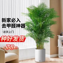 散尾葵大型绿植室内客厅盆栽凤尾竹植物四季常青好养活办公室花卉