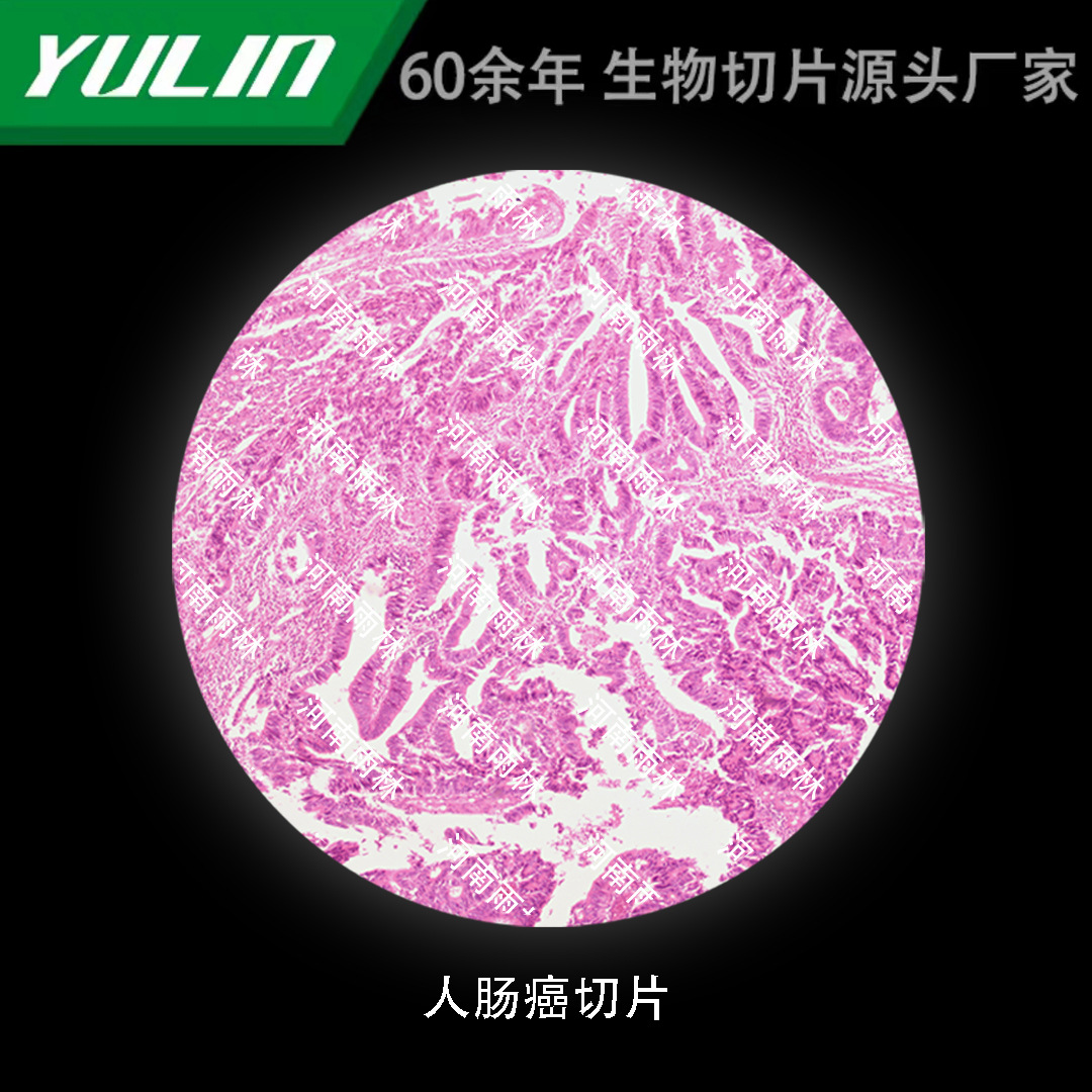 人肠ai切片生物显微镜标本动物植物细胞载玻片观察实验高校显微镜