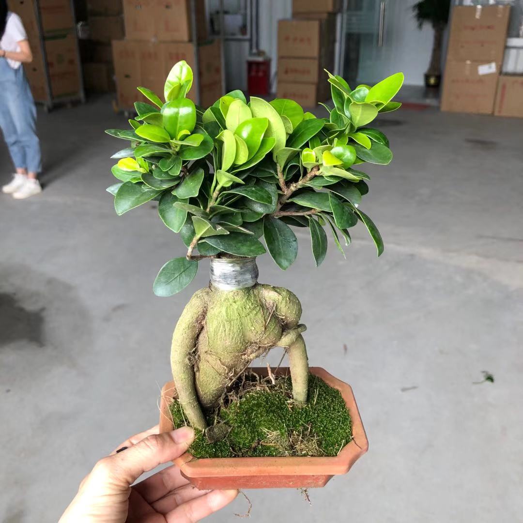 【基地直供】小方盆细叶榕小榕树/细叶榕/阳台盆栽室外绿植物花卉