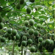 罗汉果种子多年生正宗罗汉果种籽爬藤种子阳台植物四季易蔬果种子