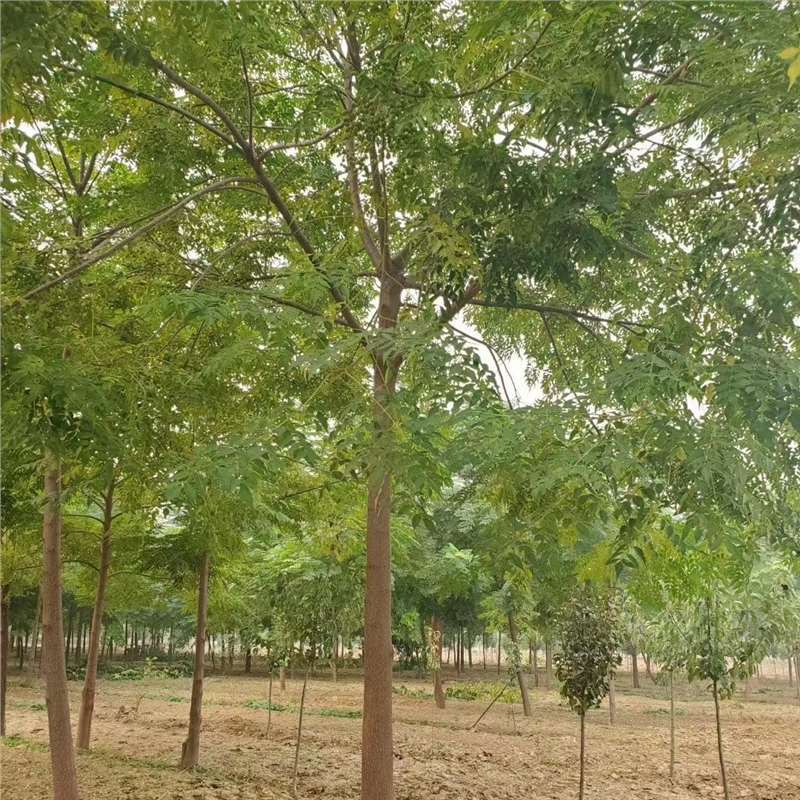 苦楝树苗 园林绿化造林庭院绿化行道树苦楝树公园风景树-阿里巴巴