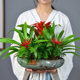 红星凤梨盆景鸿运当头盆栽室内阳台绿植客厅送礼植物四季好养易活