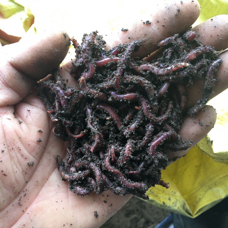 红蚯蚓活体鲫鱼野钓饵钓鱼大号蚯蚓活体红虫散装蚯蚓活饵盒装