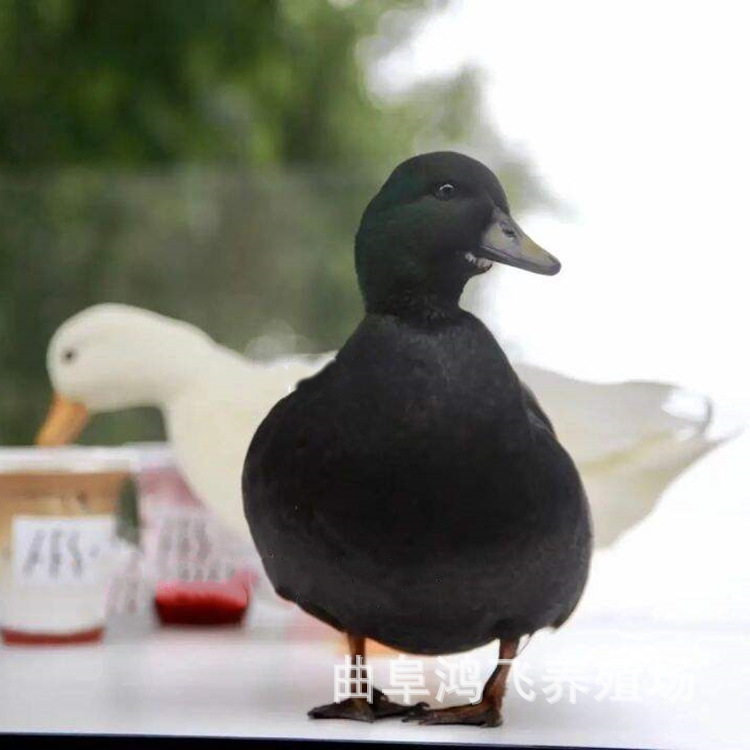 柯尔鸭活体魔法师黑色柯尔鸭观赏鸭成年柯尔鸭苗幼崽种蛋出售