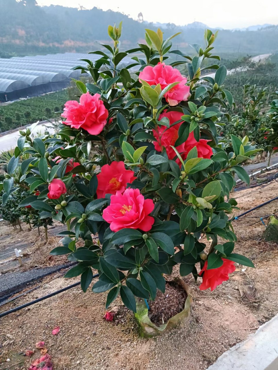 2112基地批发 供应 四季茶花 红山茶 05-2.5米高袋苗盆栽四季开花