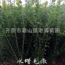 水蜡地栽绿篱苗夹植水腊营养杯苗园林绿化苗木丛生多分枝水蜡小苗