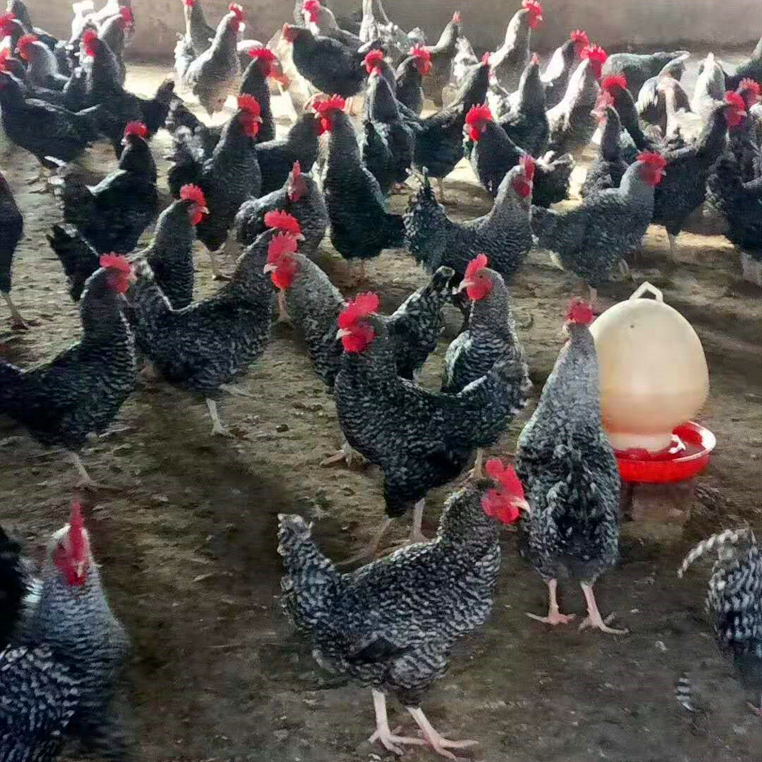 【小芦花鸡】-小芦花鸡厂家,品牌,图片,热帖-阿里巴巴