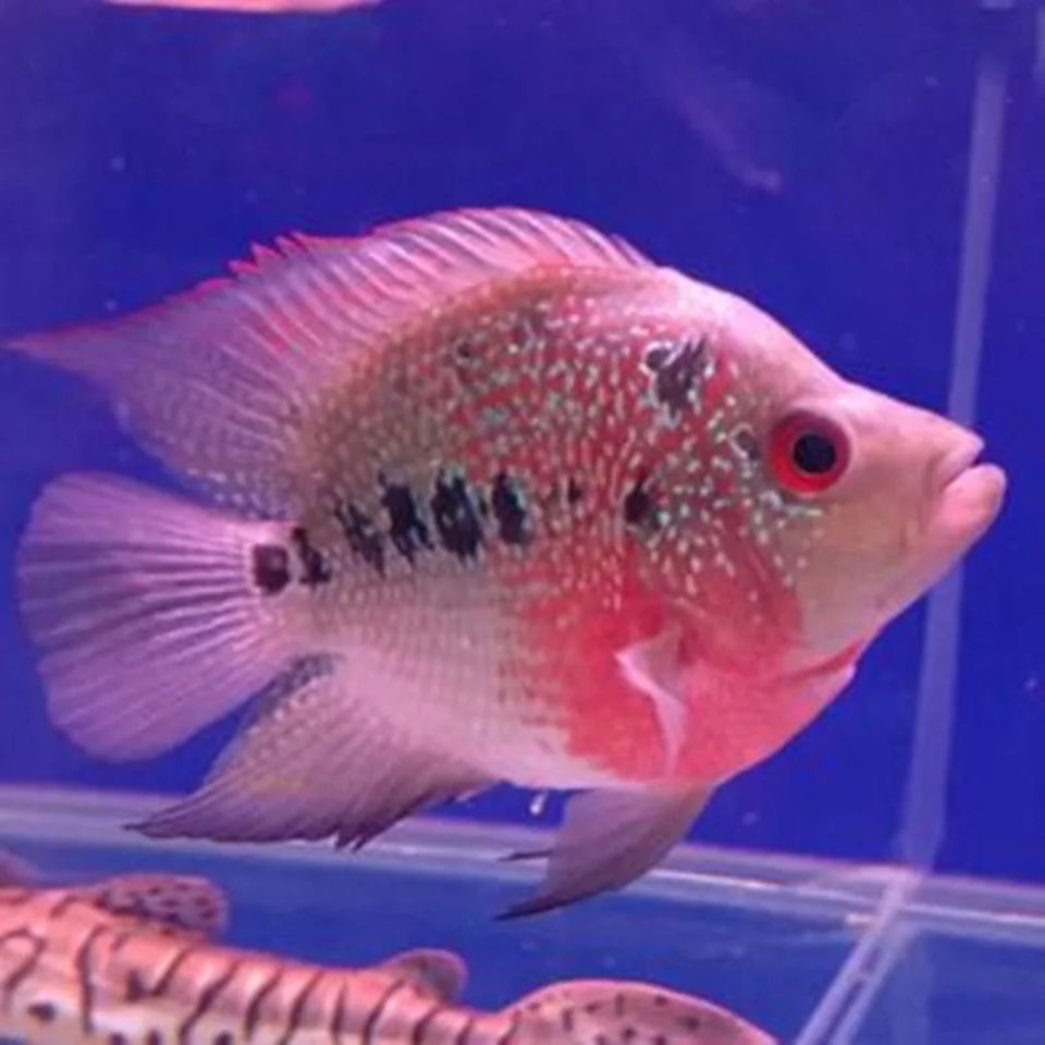 元宝罗汉招财鱼热带观赏鱼麒麟鹦鹉鱼缸萌宠球体罗汉