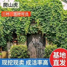 爬山虎苗大苗爬藤植物四季青色五叶盆栽庭院攀楼顶遮阳耐寒独立站