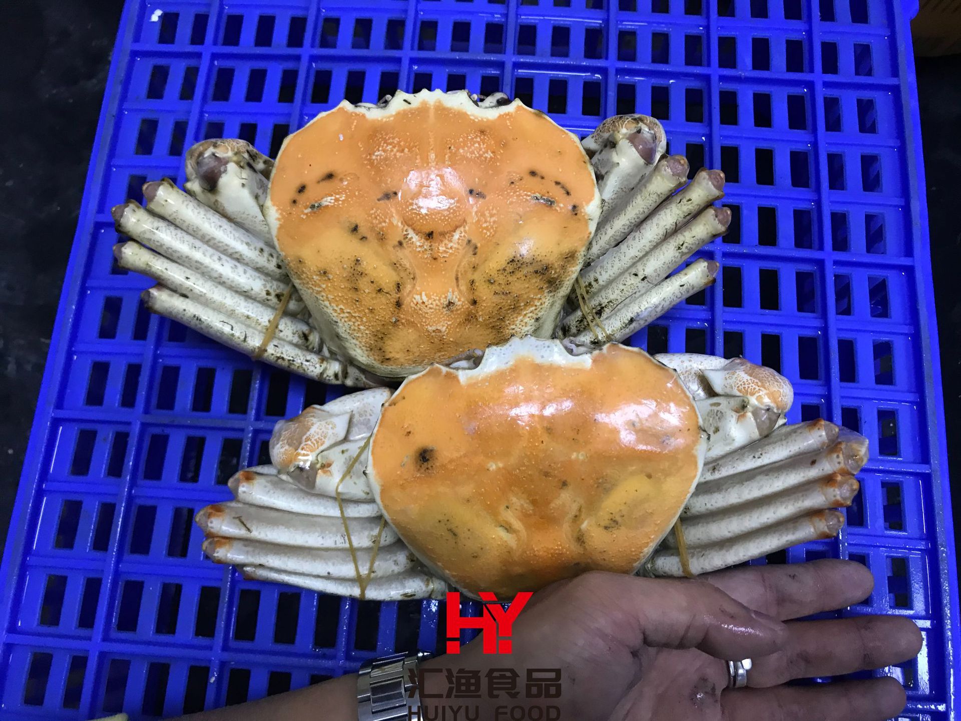 批发冷冻澳洲香槟蟹活冻大螃蟹特大黄金蟹海鲜水产肉蟹自助餐食材