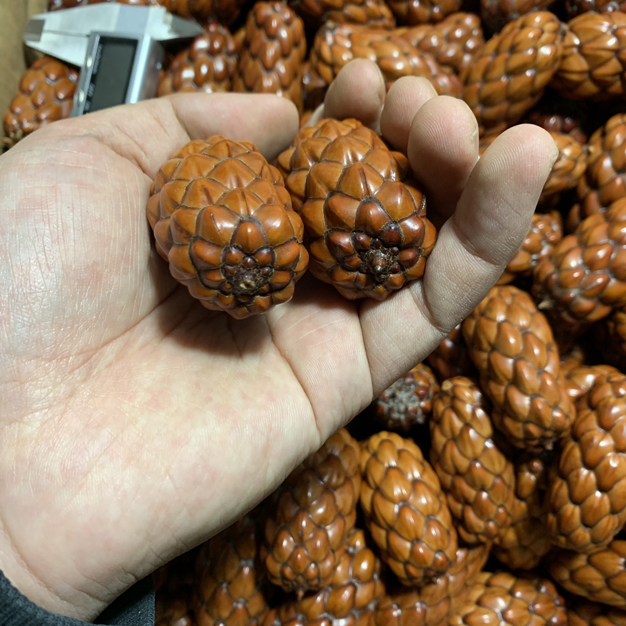 铁树子菩提子 铁树籽文玩手把件菩提子原籽手串手把玩配件diy