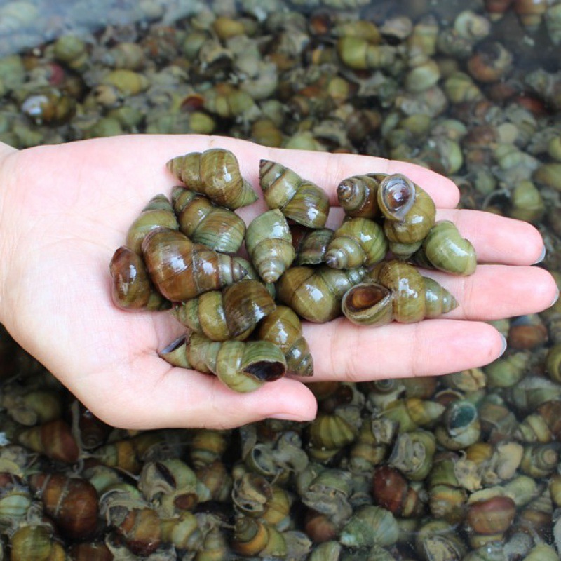 田螺现货拍下发一份2/3/4/5斤微山湖石螺泥螺现捞螺蛳鲜活独立站