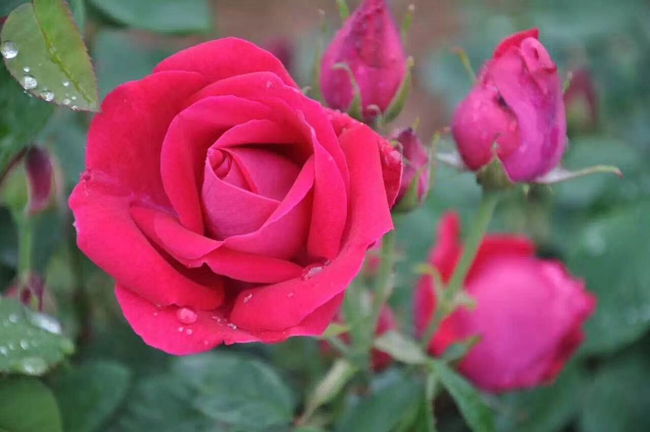 云南滇红玫瑰 可食用玫瑰花新鲜滇红花瓣玫瑰酱玫瑰醋鲜花饼