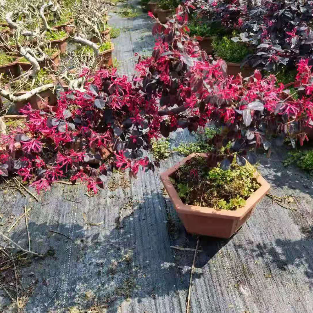 【基地直供】观赏花卉植物 盆景植物小盆栽 30公分悬崖红继木