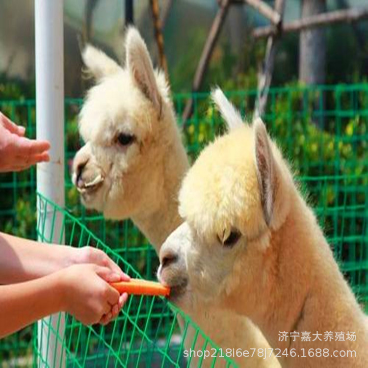 羊驼租赁价格 室内养的萌宠小羊驼幼崽现货出售 常年活体羊驼批发